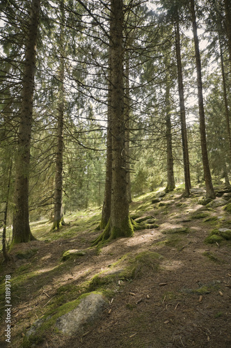 Alpine forest © VeSilvio