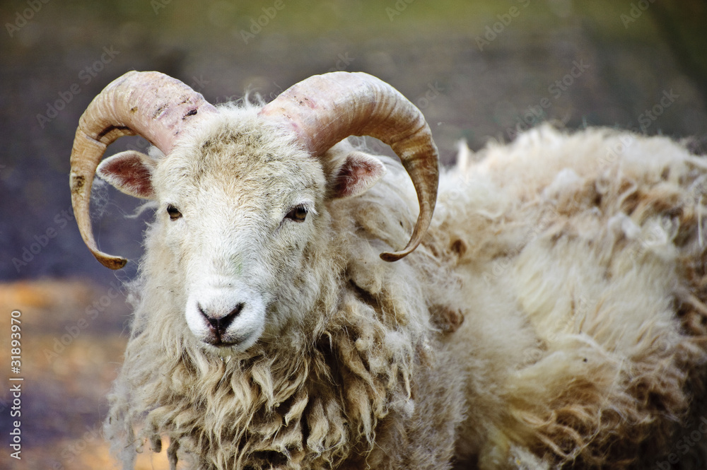 Southdown sheep ram