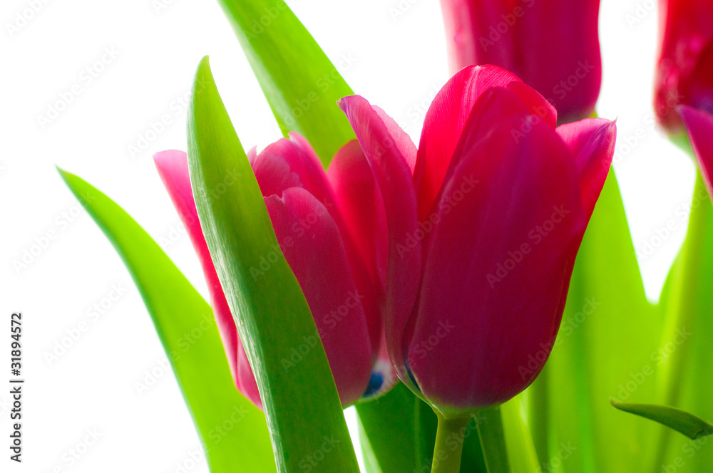 Naklejka premium Tulpe