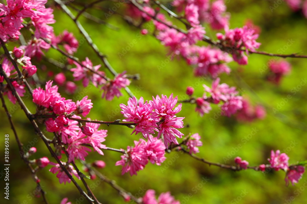 菊桃 (東京・五条天神) 菊桃 (東京・五条天神)