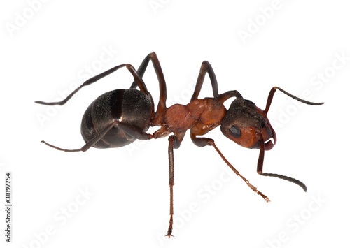 forest ant right side