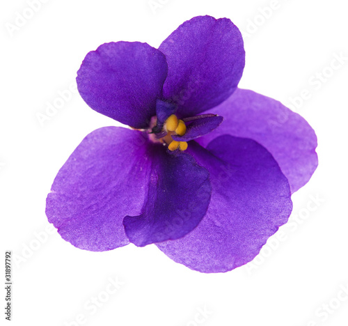 single simple isolated violet
