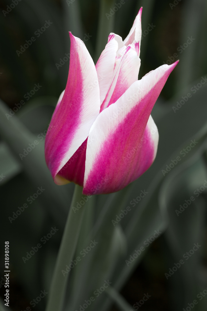 Fototapeta premium Tulpe (Tulipa) - Nahaufnahme
