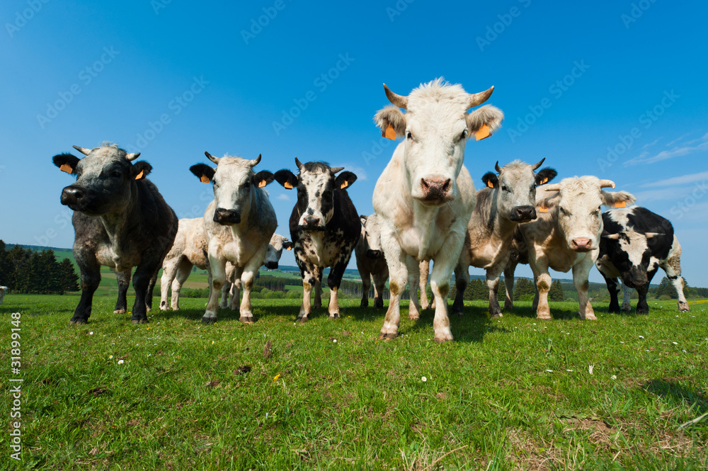 Cows on on farmland in the Ardennes