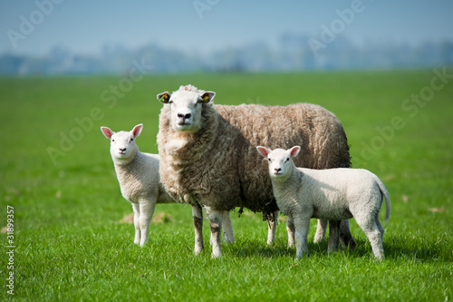 Fototapeta Naklejka Na Ścianę i Meble -  Mother sheep and her lambs in spring