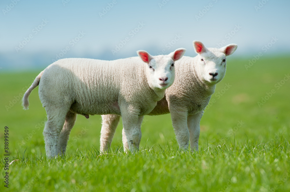 Obraz premium cute lambs in spring