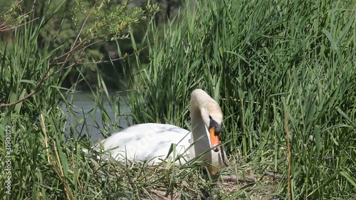 cigno nel nido che cova photo