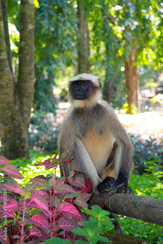 Obraz premium Лангур