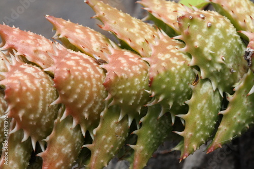 aloe juvenna photo