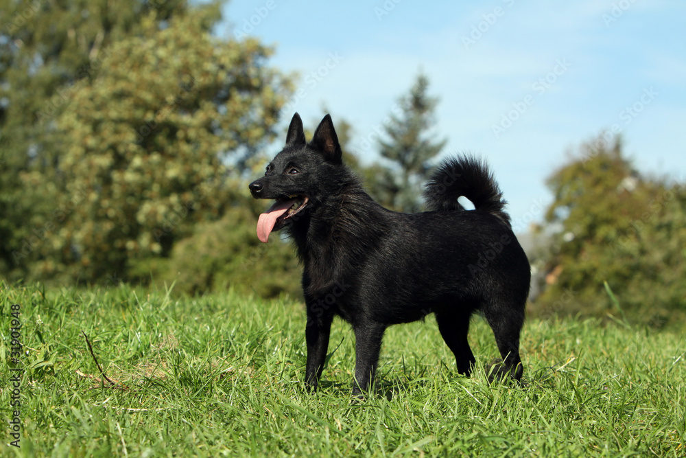 schipperke immobile