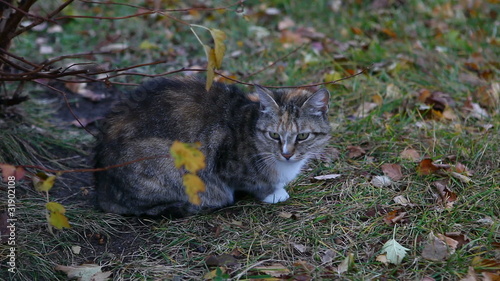 lonely cat sitting under a bush