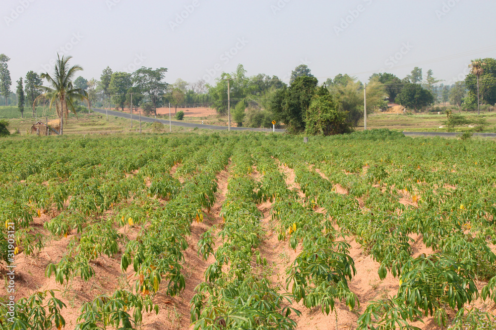 Fototapeta premium Cassava field