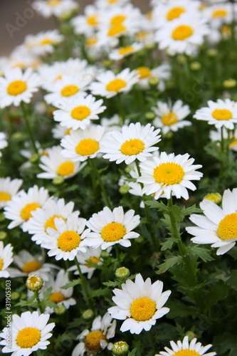 ヒナギク (東京・新宿)