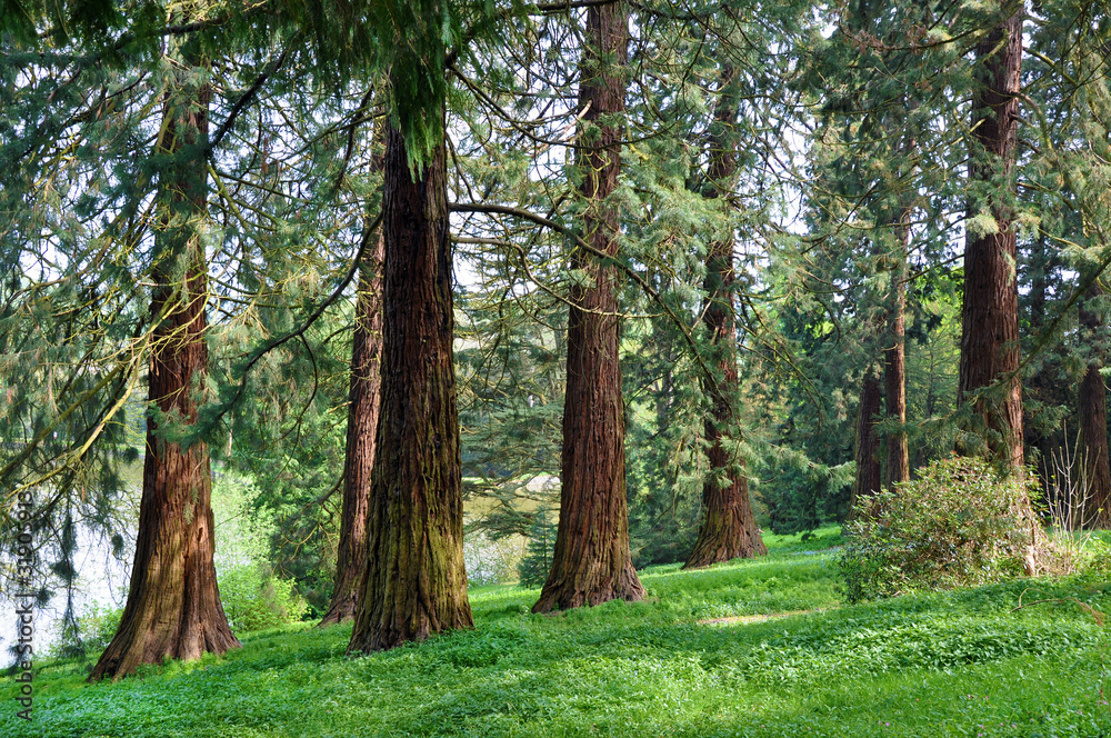 Obraz premium Sequoia Forrest