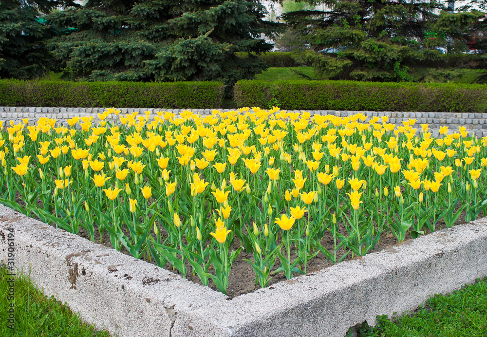 Obraz premium flower-bed with yellow tulips