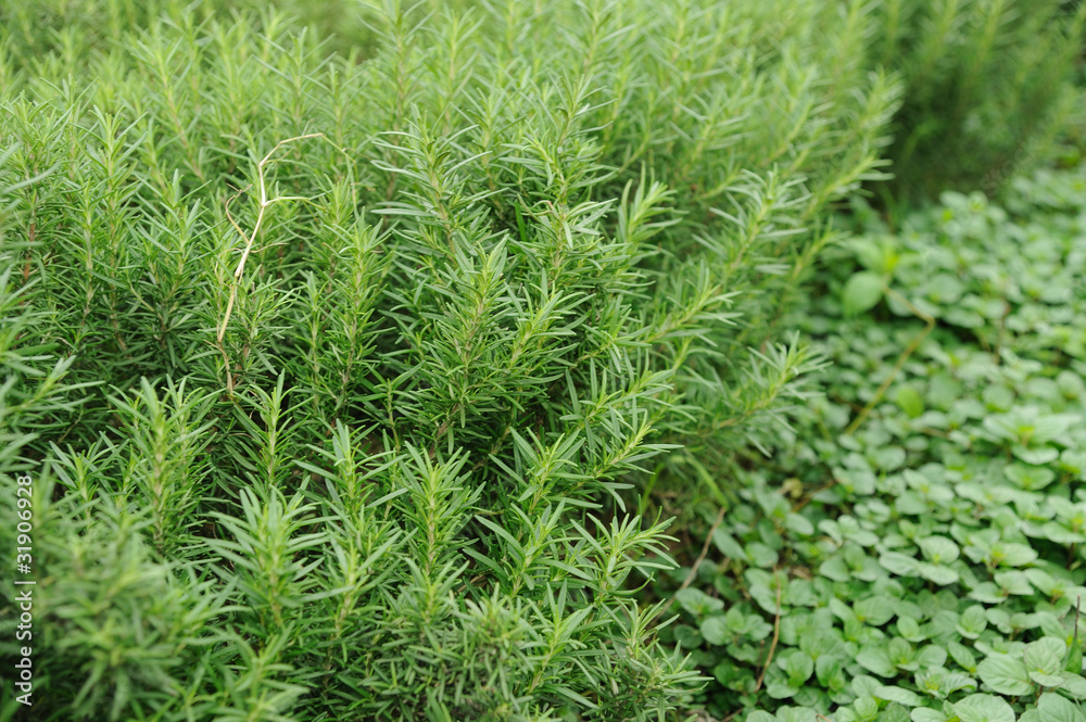 Rosemarinus Officinalis L. – Rosemary