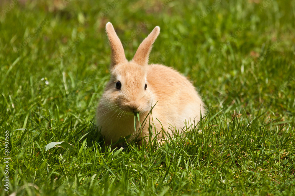 Junger Hase Junger Hase