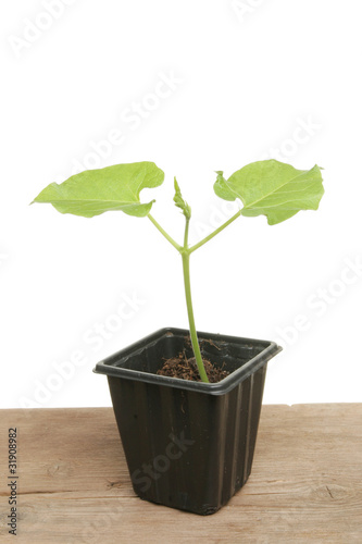Schilderij op canvas Young runner bean plant