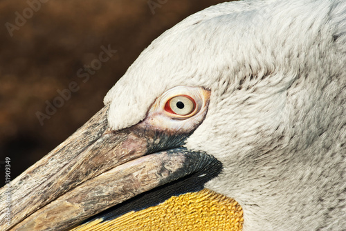 Pelican's head