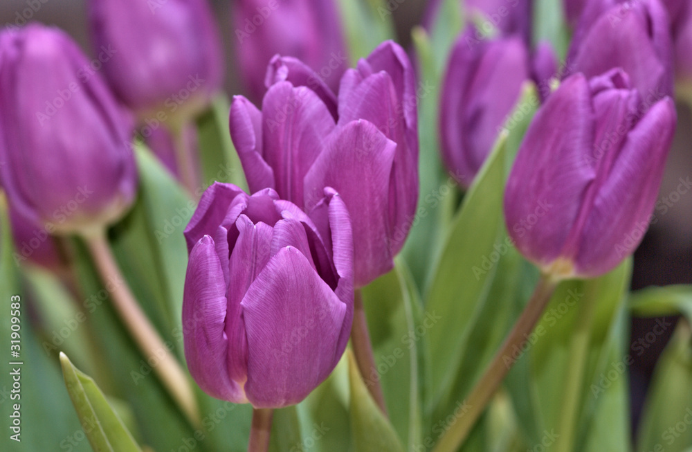 pink tulips pink tulips