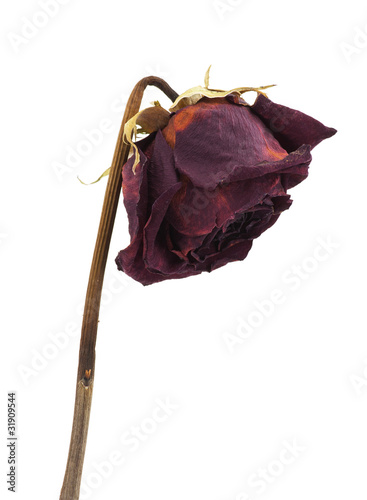 Dry rose