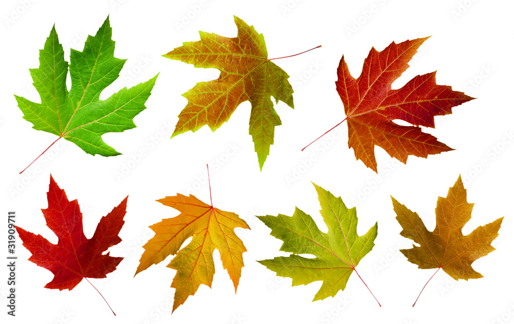 autumn maple leaves autumn maple leaves