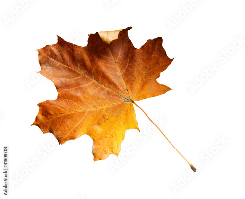 old maple leaf