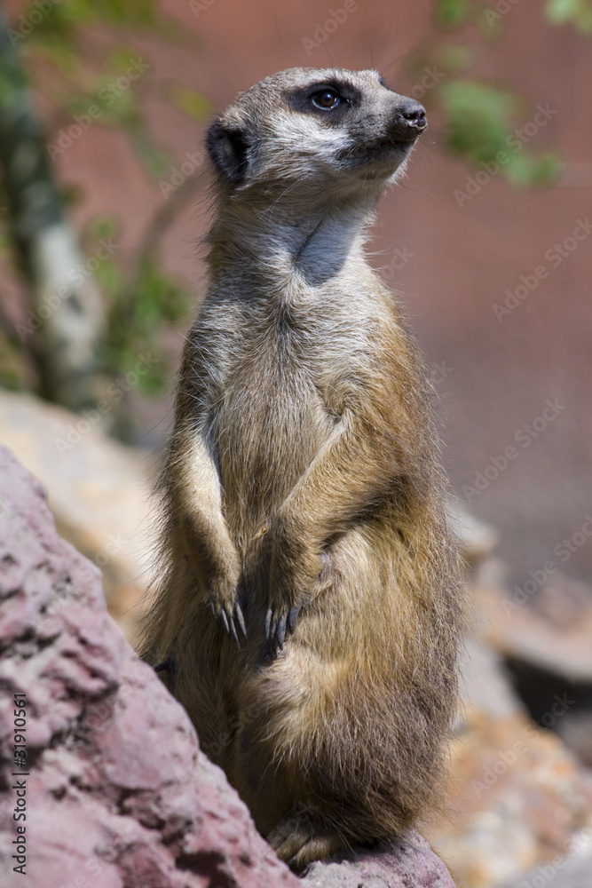 Meerkat (Suricata suricatta) Meerkat (Suricata suricatta)