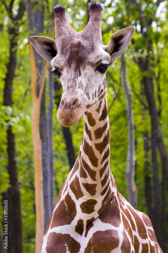 Canvas Print Reticulated giraffe (Giraffa camelopardalis reticulata)