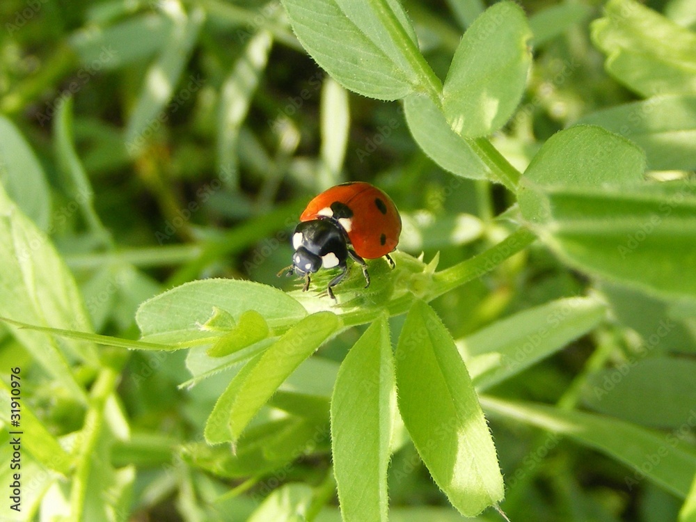 Fototapeta premium Marienkäfer