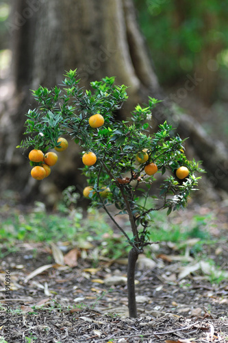 Alberello nano di piccoli mandarini