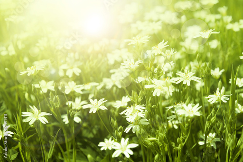 Spring background