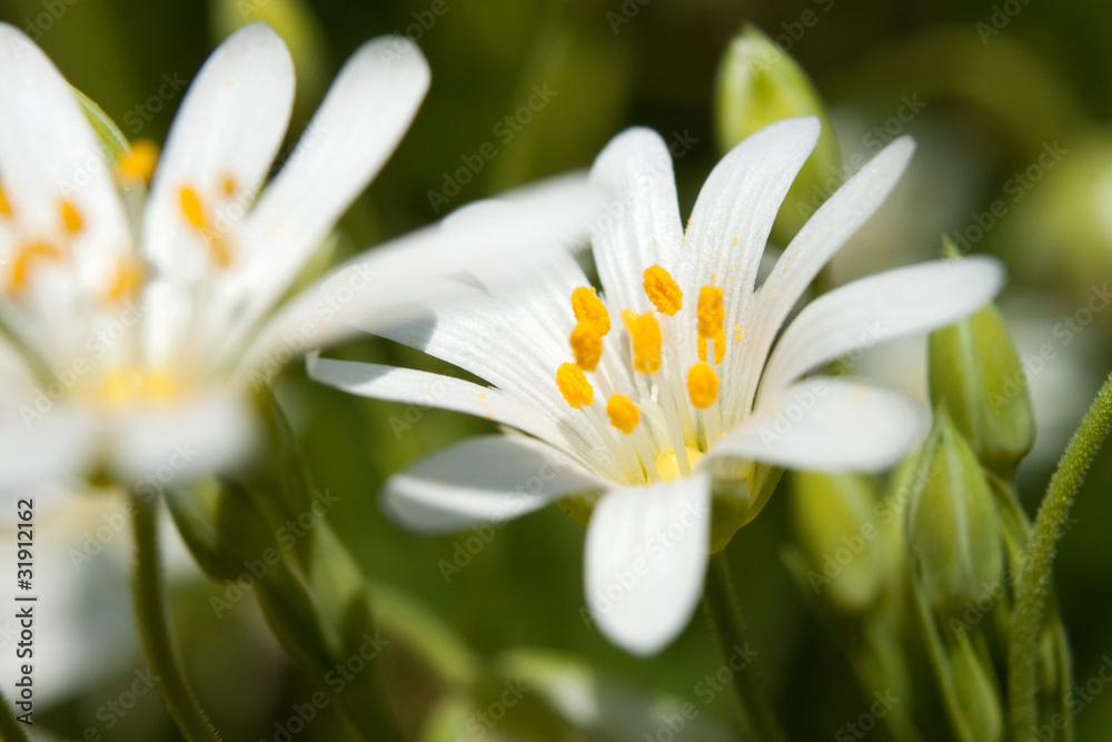 Spring flowers Spring flowers