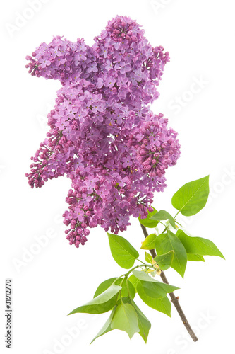 Blooming flower of purple lilac,isolated