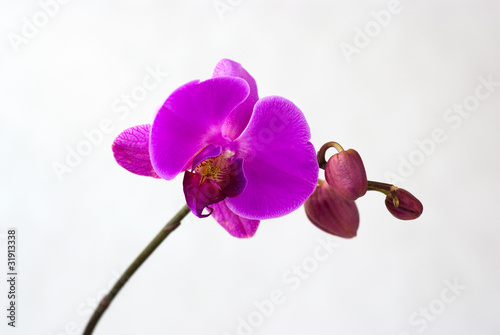 Purple orchid isolated on white background