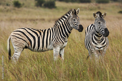 Alert zebras in grassland