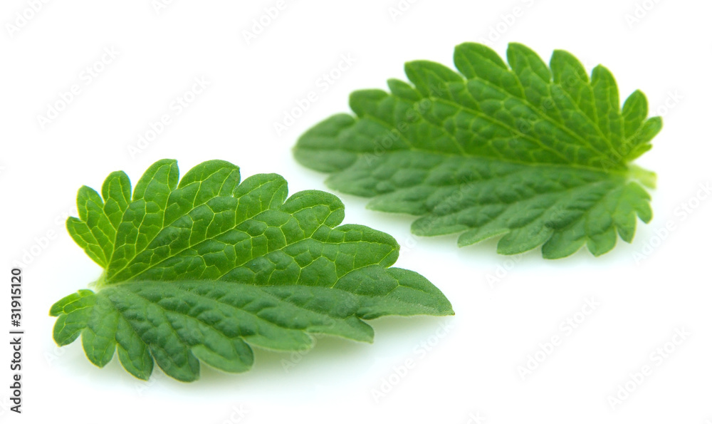 Fresh mint leaves Fresh mint leaves