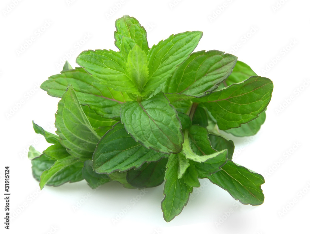 Bouquet of fresh mint Bouquet of fresh mint