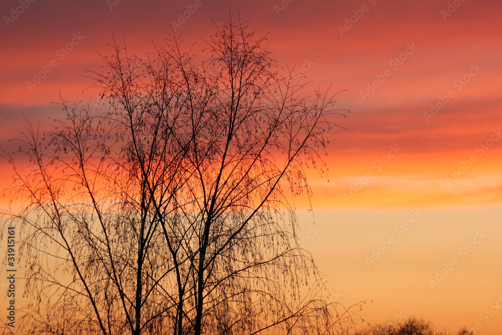 Naklejka premium Baumsilhouette - Sonnenuntergang