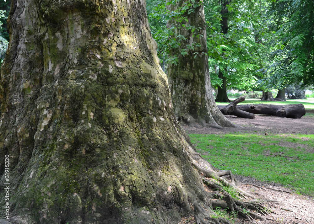 Fototapeta premium Baum