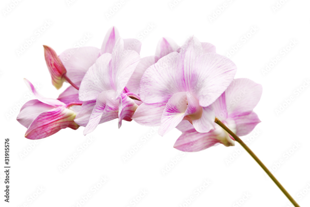 Obraz premium Orchid