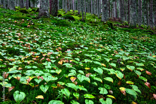 Schattenblume - Maianthemum bifolium 01 photo