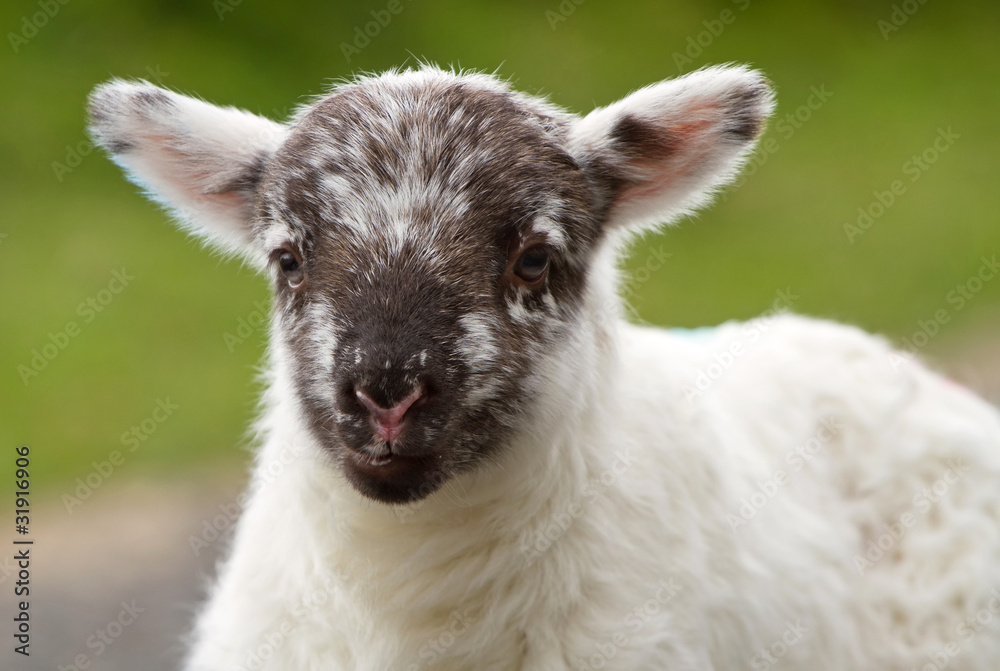 Irish lamb portrait