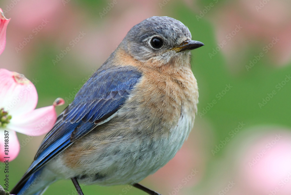 Naklejka premium Eastern Bluebird