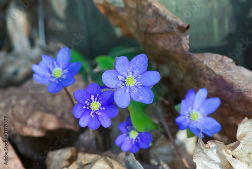 Blue anemone