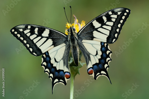 Papilio machaon © Marek R. Swadzba