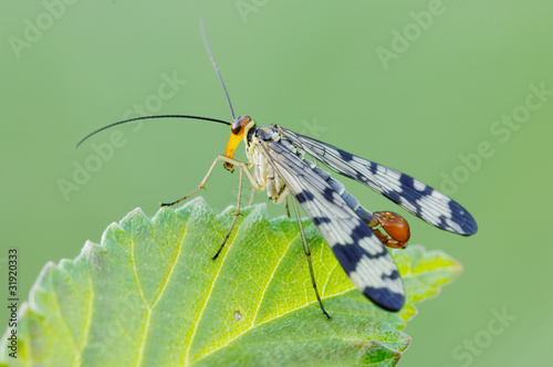 Mosca scorpione photo