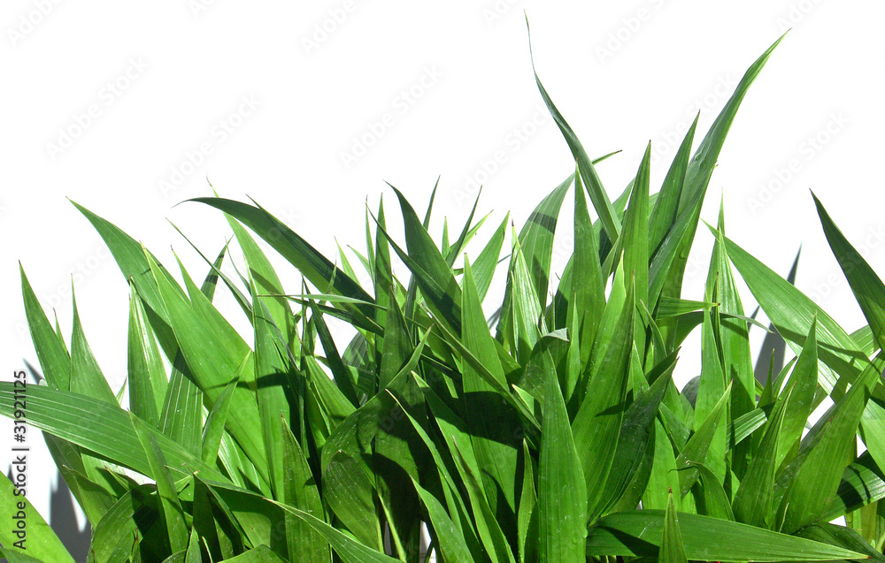 Fototapeta premium jeunes palmes vertes de palmier