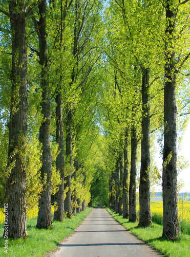 Pappelallee im Frühjahr