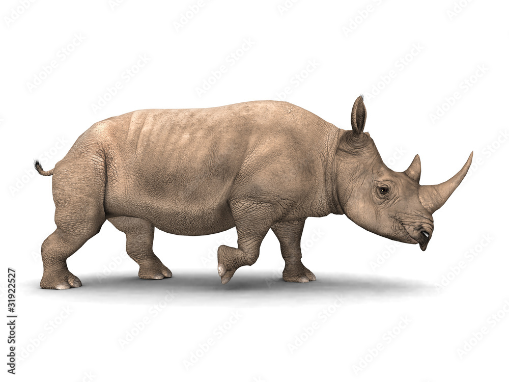 Obraz premium Nashorn